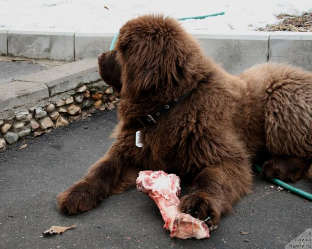 Фото: ньюфаундленд Лесная Сказка Колдовской Роман