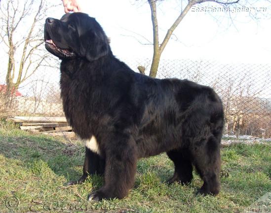 Фото: ньюфаундленд Cayuga Unafraid