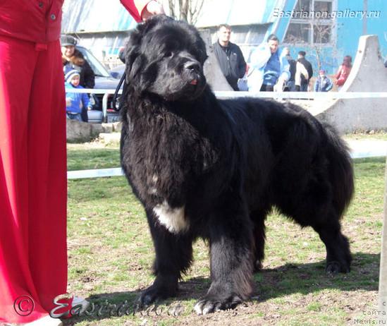 Фото: ньюфаундленд Cayuga Unafraid