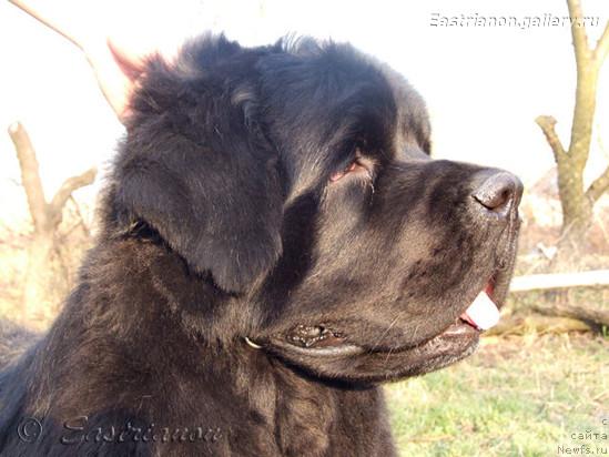 Фото: ньюфаундленд Cayuga Unafraid