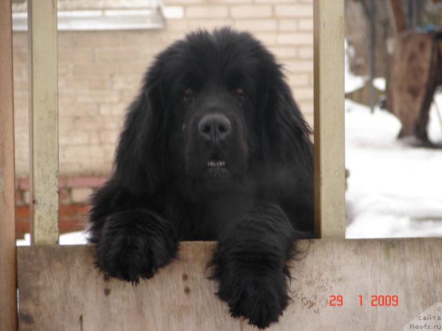 Фото: ньюфаундленд Ассоль Блэк Декор