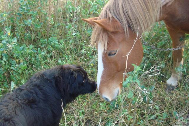 Фото: ньюфаундленд Конан Пандэроуз