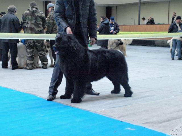 Фото: ньюфаундленд Аким из Волотова (Akim iz Volotova)