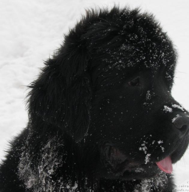 Фото: ньюфаундленд Жасмин Северный Каприз из Медвежьего Яра (Zhasmine Severny Caprice iz Medvejyego Yara)