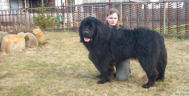 Фото: ньюфаундленд Кенни