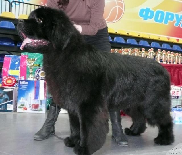 Фото: ньюфаундленд Супер Премиум Габриель