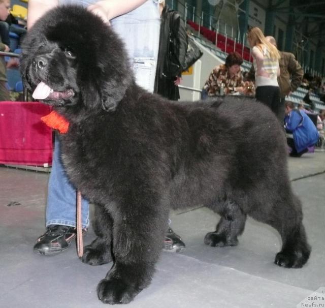 Фото: ньюфаундленд Их Высочество Баттерфляй Блэк Омелия