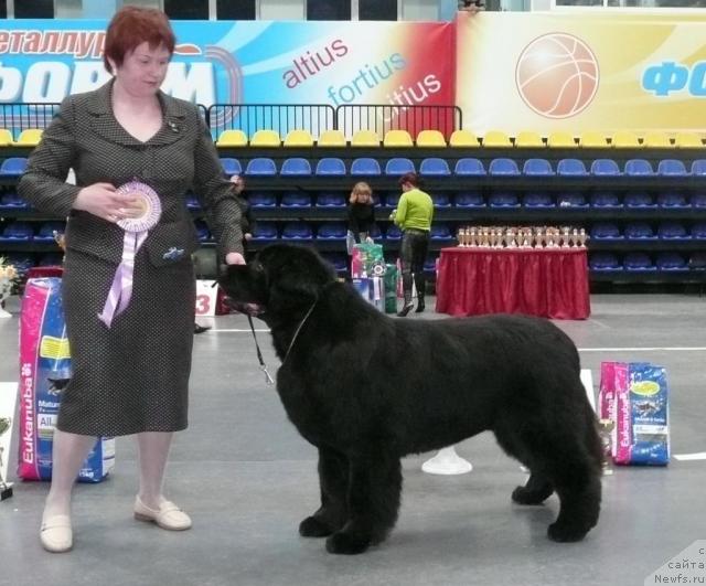 Фото: ньюфаундленд Акванавт из Тихого Омута (Akvanavt iz Tihogo Omuta)