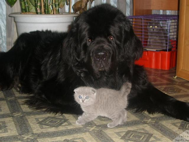 Фото: ньюфаундленд Царевич Империи Ньюф от Марлеон Дусвик