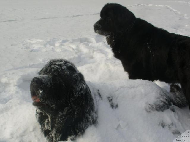 Фото: ньюфаундленд Царевич Империи Ньюф от Марлеон Дусвик, Жозефина леди прекрасная