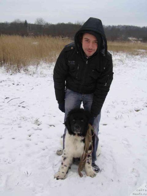 Фото: ньюфаундленд Пчёлкин Дом Белый Орёл (Pchiolkin Dom Bely Oriol)