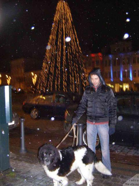 Фото: ньюфаундленд Пчёлкин Дом Белый Орёл (Pchiolkin Dom Bely Oriol), Дисарт