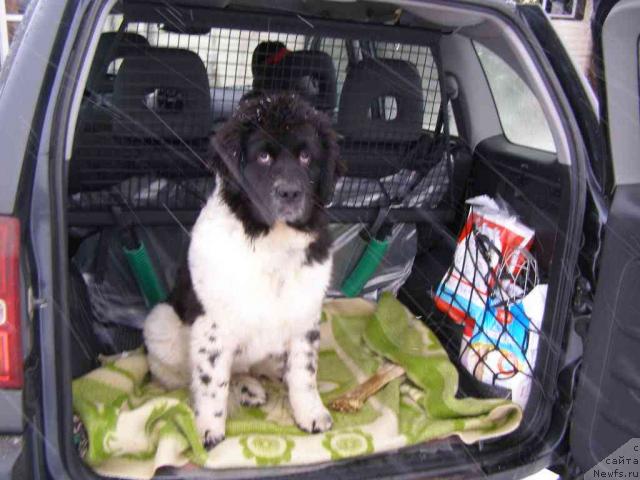 Фото: ньюфаундленд Пчёлкин Дом Белый Орёл (Pchiolkin Dom Bely Oriol)