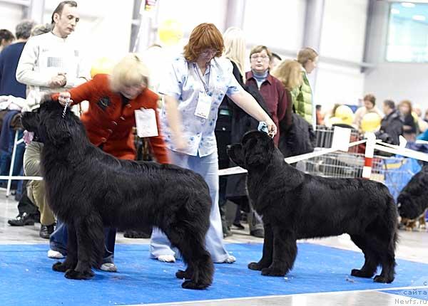 Фото: ньюфаундленд Купчиха Вялiкi Мядзведзь (Kupchiha Vialiki Miadzvedz), ньюфаундленд Сент Джонс Жанна Д'Арк (Sent Djons Zanna D'Ark)