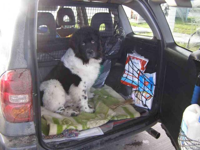 Фото: ньюфаундленд Пчёлкин Дом Белый Орёл (Pchiolkin Dom Bely Oriol)