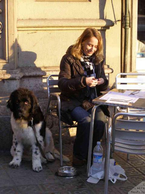 Фото: ньюфаундленд Пчёлкин Дом Белый Орёл (Pchiolkin Dom Bely Oriol), Катя