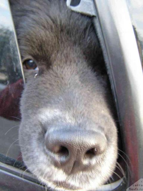 Фото: ньюфаундленд Пчёлкин Дом Белый Орёл (Pchiolkin Dom Bely Oriol)