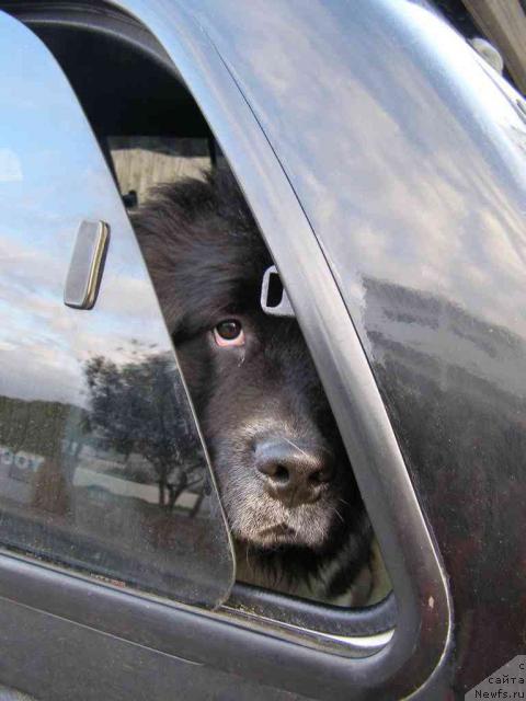 Фото: ньюфаундленд Пчёлкин Дом Белый Орёл (Pchiolkin Dom Bely Oriol)