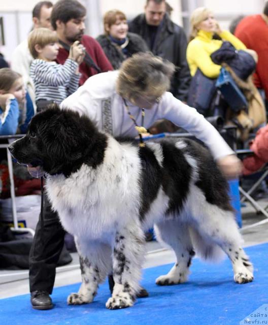 Фото: ньюфаундленд Даанич Шахматный Оскар (Daanich Shahmatny Oskar)