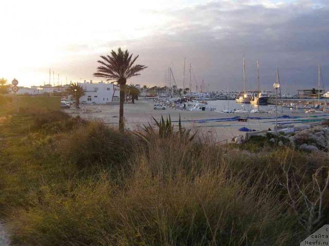 Фото: ньюфаундленд Пчёлкин Дом Белый Орёл (Pchiolkin Dom Bely Oriol)