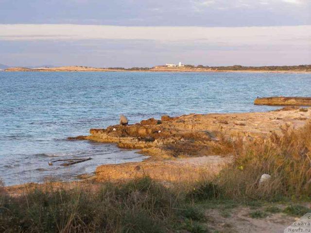 Фото: ньюфаундленд Пчёлкин Дом Белый Орёл (Pchiolkin Dom Bely Oriol)