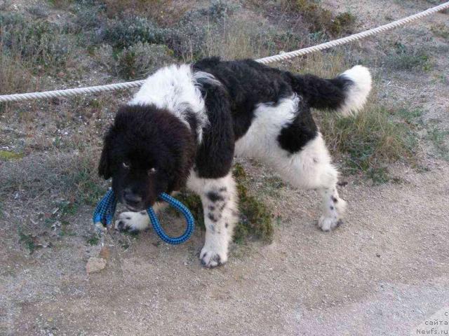 Фото: ньюфаундленд Пчёлкин Дом Белый Орёл (Pchiolkin Dom Bely Oriol)