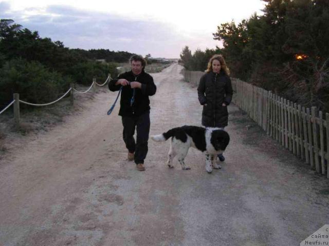 Фото: ньюфаундленд Пчёлкин Дом Белый Орёл (Pchiolkin Dom Bely Oriol)