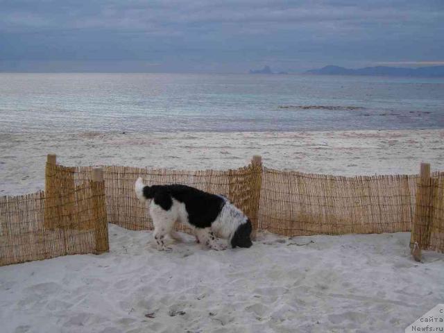 Фото: ньюфаундленд Пчёлкин Дом Белый Орёл (Pchiolkin Dom Bely Oriol)