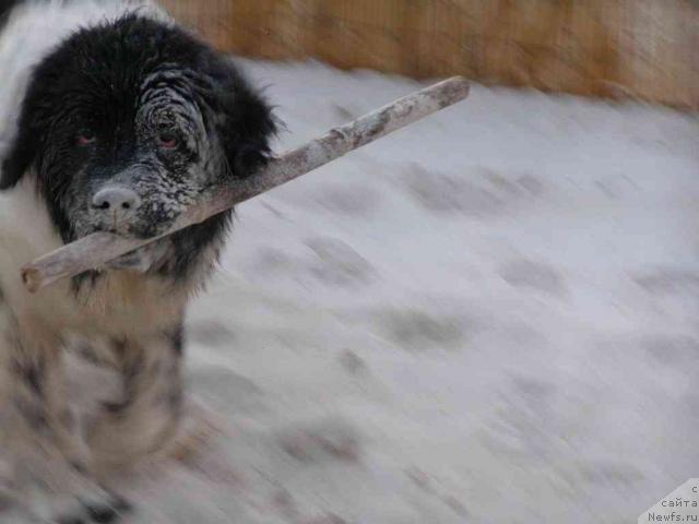 Фото: ньюфаундленд Пчёлкин Дом Белый Орёл (Pchiolkin Dom Bely Oriol)