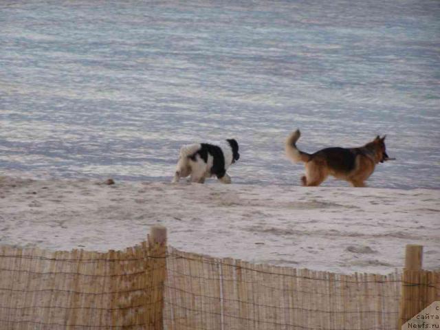 Фото: ньюфаундленд Пчёлкин Дом Белый Орёл (Pchiolkin Dom Bely Oriol)