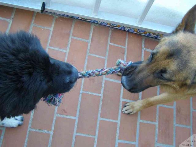 Фото: ньюфаундленд Пчёлкин Дом Белый Орёл (Pchiolkin Dom Bely Oriol)