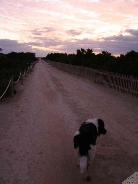 Фото: ньюфаундленд Пчёлкин Дом Белый Орёл (Pchiolkin Dom Bely Oriol)
