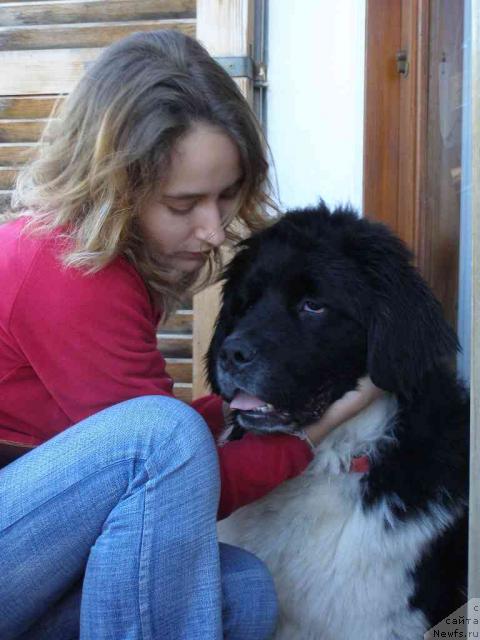 Фото: ньюфаундленд Пчёлкин Дом Белый Орёл (Pchiolkin Dom Bely Oriol), Катя