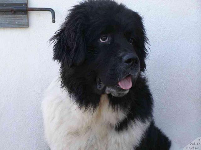 Фото: ньюфаундленд Пчёлкин Дом Белый Орёл (Pchiolkin Dom Bely Oriol)