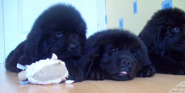 Фотография № 25665