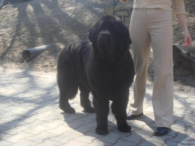 Фото: ньюфаундленд Арх Бьюти От Чары Первая (Arh Beauty Ot Chary Pervaya)