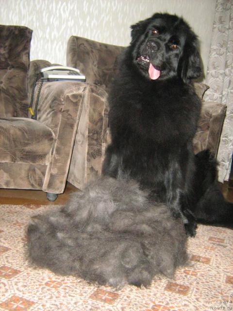 Фото: ньюфаундленд Женевьев Гарни Ледэн