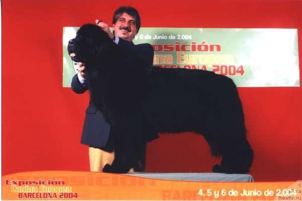 Фото: ньюфаундленд Tala Bear's in the Teethofyou