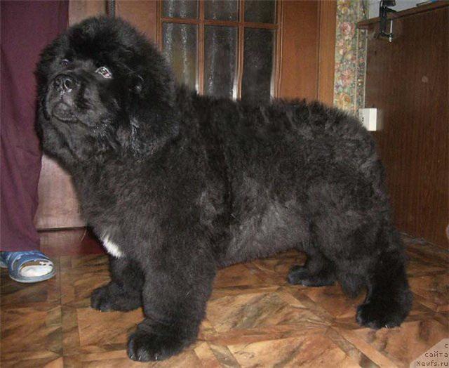 Фото: ньюфаундленд Супер Бизон Грегори Грег