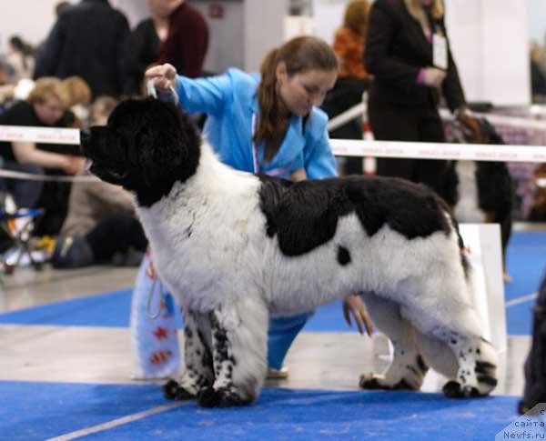 Фото: ньюфаундленд Супер Бизон Арго (Super Bizon Argo)