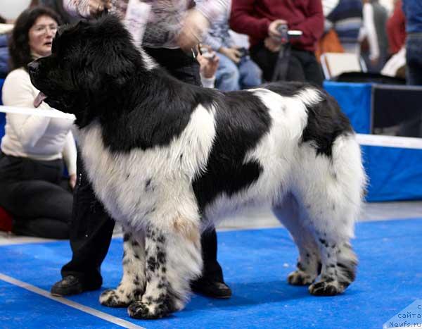 Фото: ньюфаундленд Супер Бизон Айсберг (Super Bizon Aisberg)