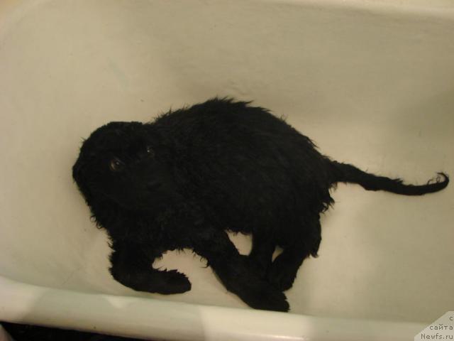 Фото: ньюфаундленд Арчибальд