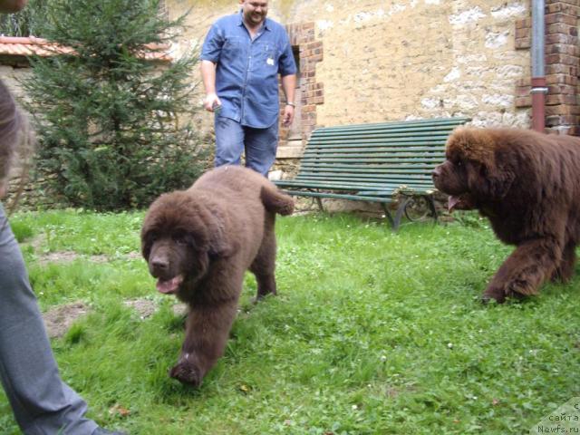 Фото: ньюфаундленд Do Sing With Deejay de L'Etoile de Cyrice, ньюфаундленд Bright Hope Matiss de L'Etoile de Cyrice, Кирил Ермаков
