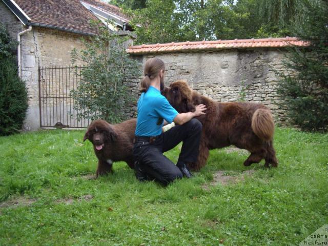 Фото: ньюфаундленд Do Sing With Deejay de L'Etoile de Cyrice, ньюфаундленд Bright Hope Matiss de L'Etoile de Cyrice, Александр Жаков