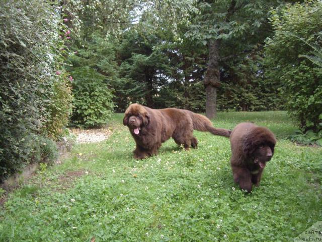 Фото: ньюфаундленд Do Sing With Deejay de L'Etoile de Cyrice, ньюфаундленд Bright Hope Matiss de L'Etoile de Cyrice