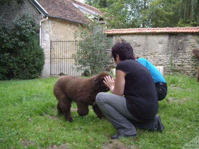 Фото: ньюфаундленд Do Sing With Deejay de L'Etoile de Cyrice, Joelle Mauguy, Александр Жаков