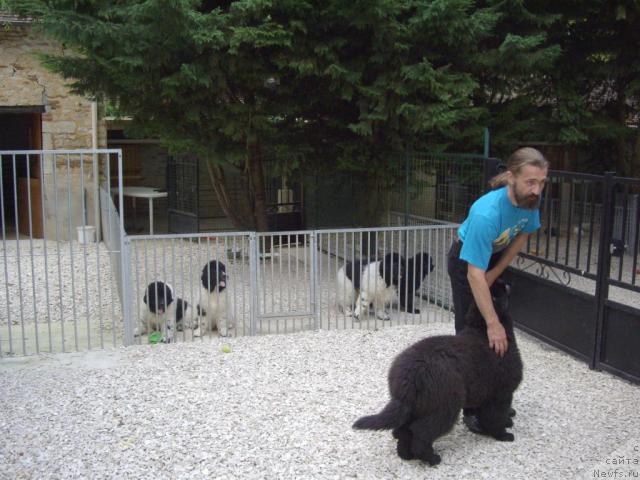 Фото: Александр Жаков, LITTLE BEARS ONE AND ONLY FOR ETOILE DE CYRICE (ZUCCHERO), а также братья и сестры DON'T WORRY BE HAPPY DE L'ETOILE DE CYRICE