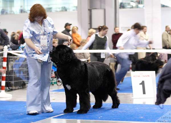 Фото: ньюфаундленд Сент Джонс Есенин (Sent Djons Esenin)