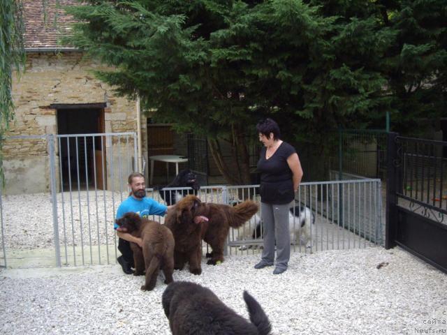 Фото: ньюфаундленд Do Sing With Deejay de L'Etoile de Cyrice, ньюфаундленд Bright Hope Matiss de L'Etoile de Cyrice, Joelle Mauguy, Александр Жаков