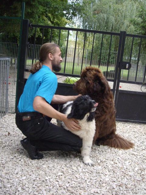 Фото: ньюфаундленд A Halliwells Spell de L'Etoile de Cyrice, Александр Жаков